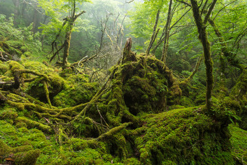 苔に覆われた森