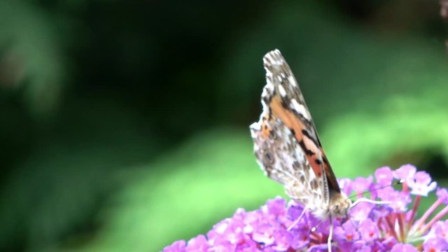 Monarch butterfly, Danaus plexippus, crawls over a flowering umbel of a violet butterfly bush, Buddleja davidii, and sucks the nectar from the small flowers with a long trunk.