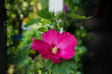Perennial hibiscus blooms in mid to late summer. Flowers are typically white, pink, lavender, red, or burgundy. © Monochobe
