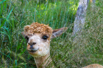 ein braunes Alpacas auf einer Wiese im Sommer