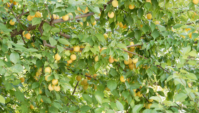 Prunus domestica | Mirabellier aux branches chargées de mirabelles jaunes dorées, gouteuses et sucrées