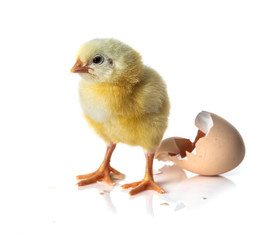 Newborn Yellow chicken hatching from egg on white background