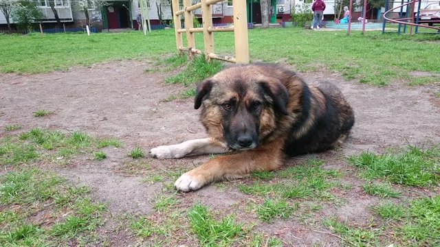 Big old stray dog lies at playground