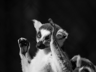 Fototapeta premium Maki Catta