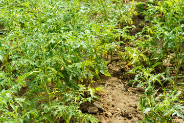 Young green tomato bushes grow in the garden