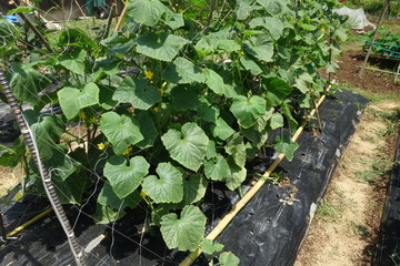 畑で育つキュウリの苗