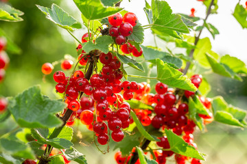 Obraz premium Sweet redcurrant on bush in garden in sunny day
