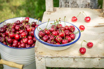 Red and fresh sweet cherries in a summer garden