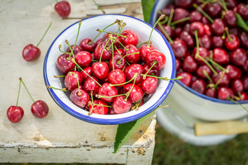 Closeup of juicy sweet cherries in a sunny day