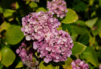 Hortensia in the garden
