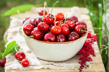Red sweet cherries in the white bowl in garden