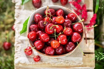 Top view of delicious sweet cherries in a sunny day