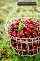 Closeup of sweet cherries in the white basket