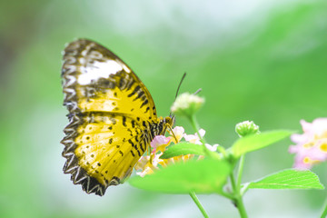 Single green butterfly on  colorful lantana camara flower blooming in garden , natural background closeup macro
