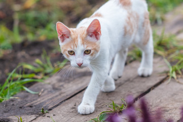 Kitten walking in the park in nature