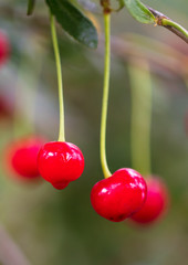 Ripe red cherry on the branches of a tree in nature