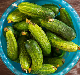 Crop of ripe cucumbers in a basket