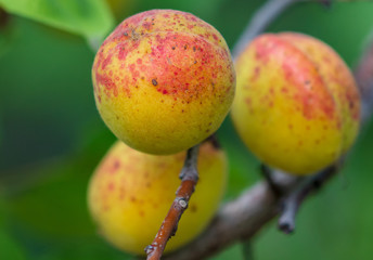 Ripe apricot on the branches of a tree
