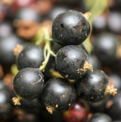 Black currant berries as a background