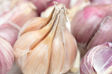 Garlic in the heads as a background