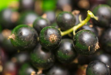 Black currant berries as a background