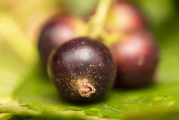 Black currant berries as a background