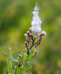 Dandelion fluff flies through the plants