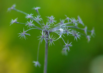 Dry plant in nature in the steppe