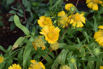 Yellow plants in the garden