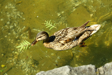 Mallard