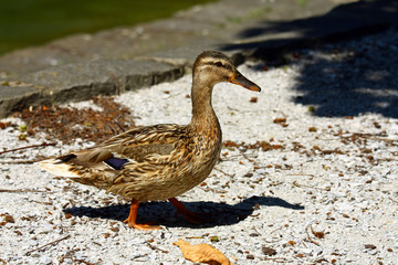 Wild duck
