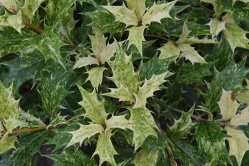 Zackige blätter eines busches im garten