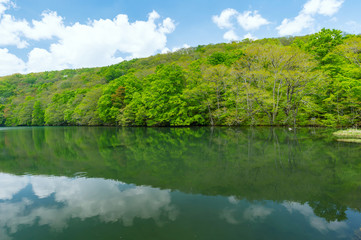 【青森県十和田市】新緑の蔦沼は癒しの秘境