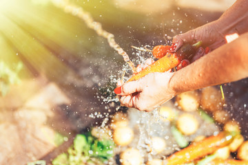 woman hands Washing a bunch of carrots under water outdoor summer