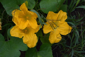 Gelbe Blütenblätter im Garten