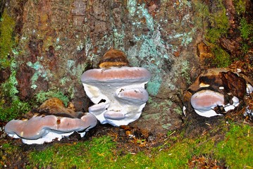 Mushrooms on fir tree 2