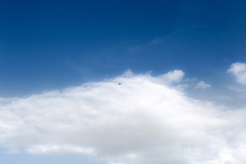 small lonely bird flying in blue sky