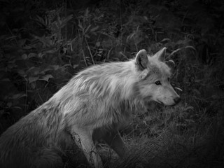 Loup blanc