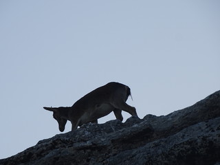 capra hispanica capra pirenayca  cabra montesa en el torcal de antequera © jaime