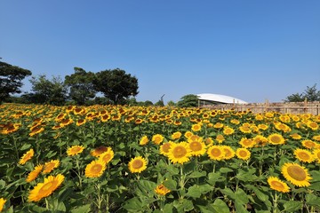 馬見丘陵公園のひまわり畑
