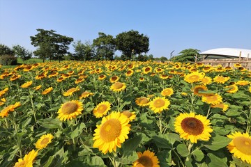 Fototapeta premium 馬見丘陵公園のひまわり畑