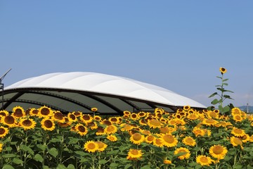 馬見丘陵公園のひまわり畑