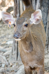 Khao Kheow Open Zoo in Pattaya