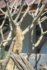View of meerkat