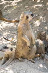 View of meerkats