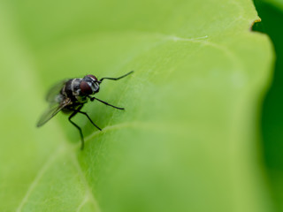 fly on leaf