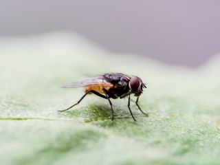 fly on leaf