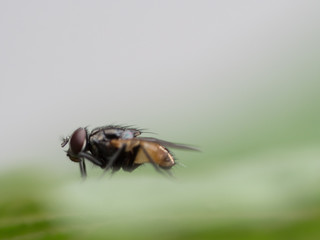 fly on leaf