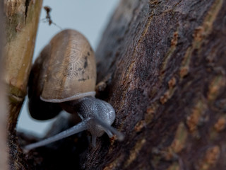 snail on leaf