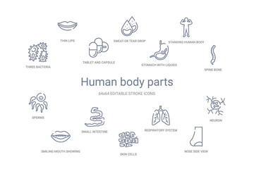 human body parts concept 14 outline icons